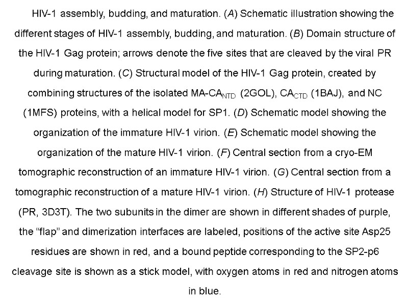 HIV-1 assembly, budding, and maturation. (A) Schematic illustration showing the different stages of HIV-1